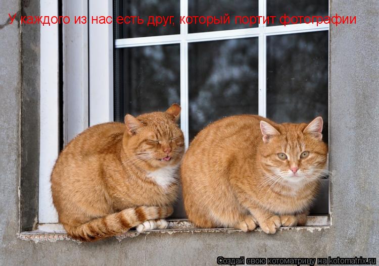 У каждого из нас есть друг, который портит фотографии... Котоматрица: У каждого из нас есть друг, который портит фотографии