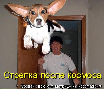 Стрелка после космоса... Котоматрица: Стрелка после космоса