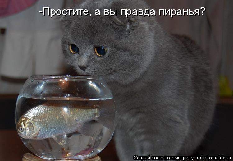 -Простите, а вы правда пиранья?... Котоматрица: -Простите, а вы правда пиранья?