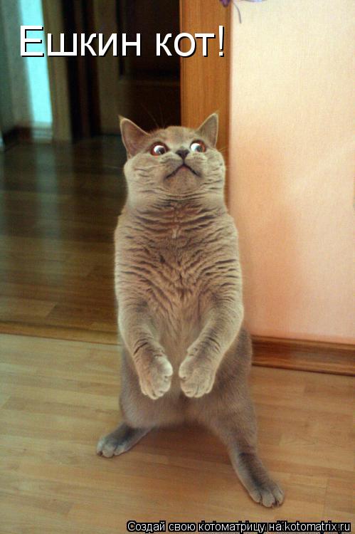 Ешкин кот!... Котоматрица: Ешкин кот!
