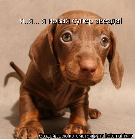я..я... я новая супер звезда!... Котоматрица: я..я... я новая супер звезда!