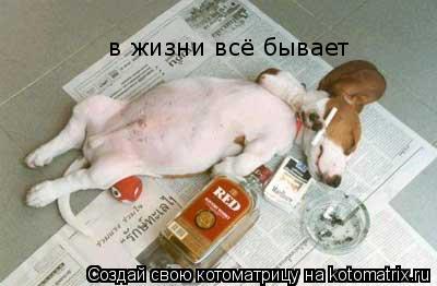 в жизни всё бывает... Котоматрица: в жизни всё бывает