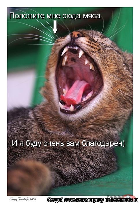 Положите мне сюда мяса ▌ ▼ И я буду очень вам благодарен)... Котоматрица: Положите мне сюда мяса ▌ ▼ И я буду очень вам благодарен)