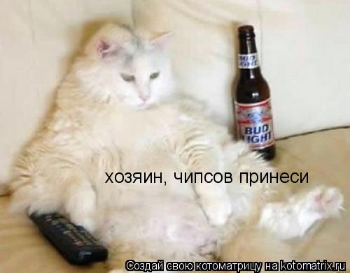 хозяин, чипсов принеси... Котоматрица: хозяин, чипсов принеси