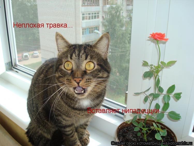 Неплохая травка... Вставляет нипадеццки...... Котоматрица: Неплохая травка... Вставляет нипадеццки...