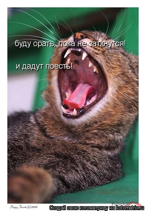 буду орать, пока не заткнутся! и дадут поесть!... Котоматрица: буду орать, пока не заткнутся! и дадут поесть!
