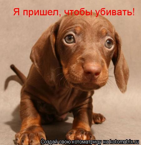 Я пришел, чтобы убивать!... Котоматрица: Я пришел, чтобы убивать!