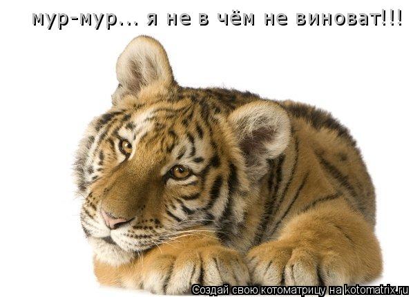 мур-мур... я не в чём не виноват!!!... Котоматрица: мур-мур... я не в чём не виноват!!!
