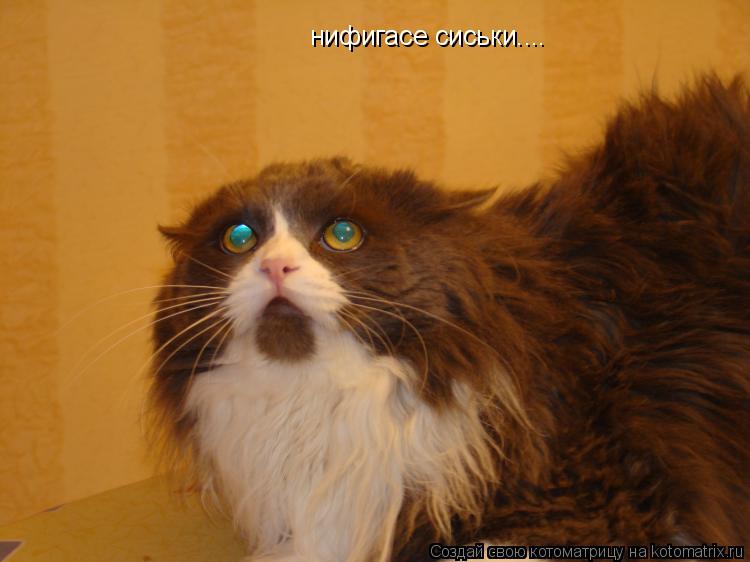 нифигасе сиськи....... Котоматрица: нифигасе сиськи....
