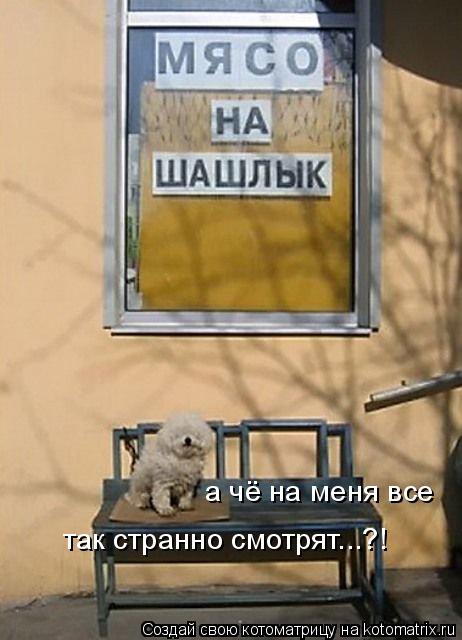 а чё на меня все так странно смотрят...?!... Котоматрица: а чё на меня все так странно смотрят...?!
