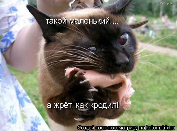 такой маленький.... а жрёт, как кродил!... Котоматрица: такой маленький.... а жрёт, как кродил!