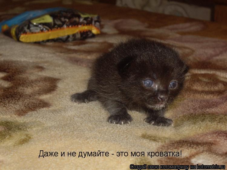 Даже и не думайте - это моя кроватка!... Котоматрица: Даже и не думайте - это моя кроватка!