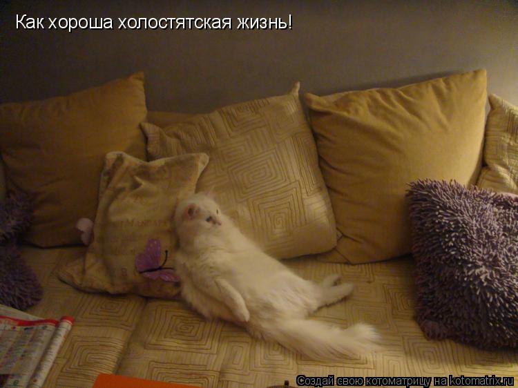 Как хороша холостятская жизнь!... Котоматрица: Как хороша холостятская жизнь!