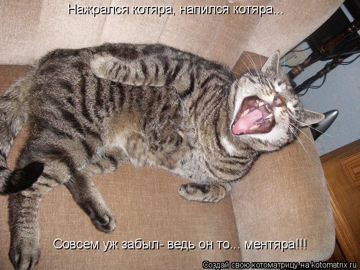 Котоматрица: Нажрался котяра, напился котяра... Совсем уж забыл- ведь он то... ментяра!!!