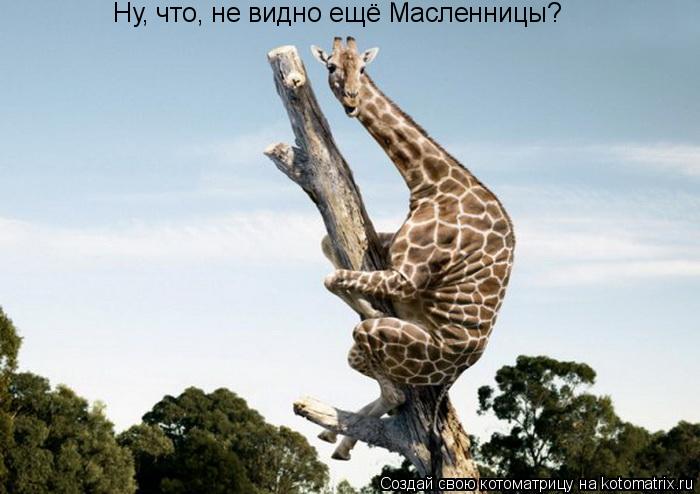 Ну, что, не видно ещё Масленницы?... Котоматрица: Ну, что, не видно ещё Масленницы?