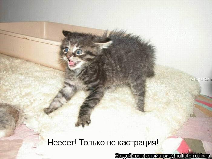 Котоматрица: Неееет! Только не кастрация!