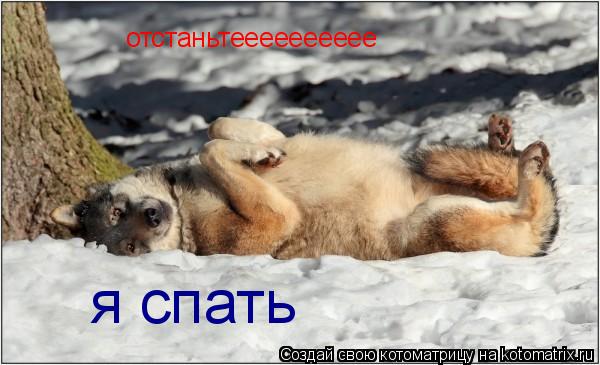 отстаньтееееееееее я спать... Котоматрица: отстаньтееееееееее я спать