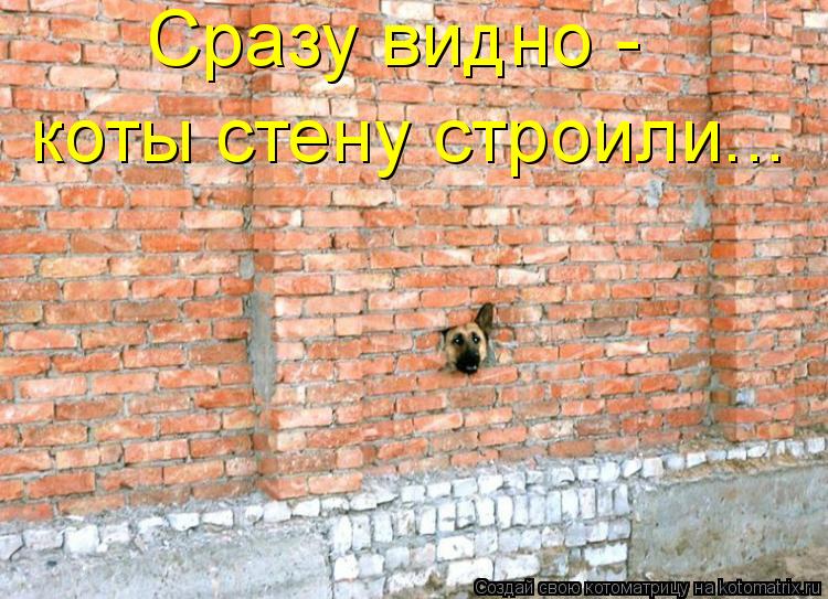 Сразу видно - коты стену строили...... Котоматрица: Сразу видно - коты стену строили...