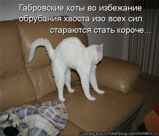 Котоматрица: Габровские коты во избежание  обрубания хвоста изо всех сил  стараются стать короче...