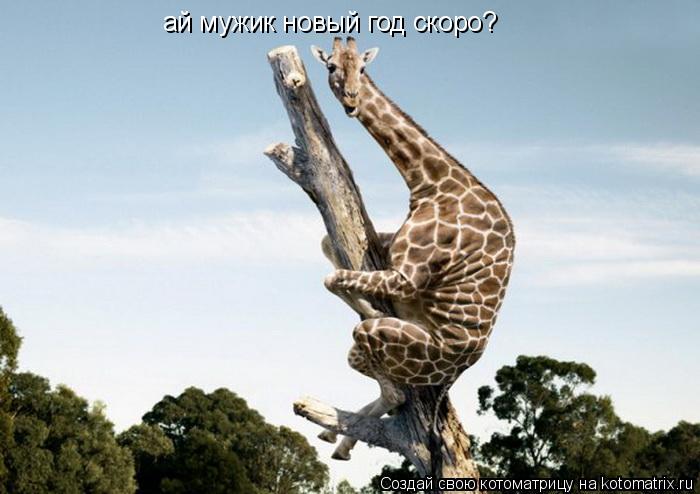 Котоматрица: ай мужик новый год скоро?