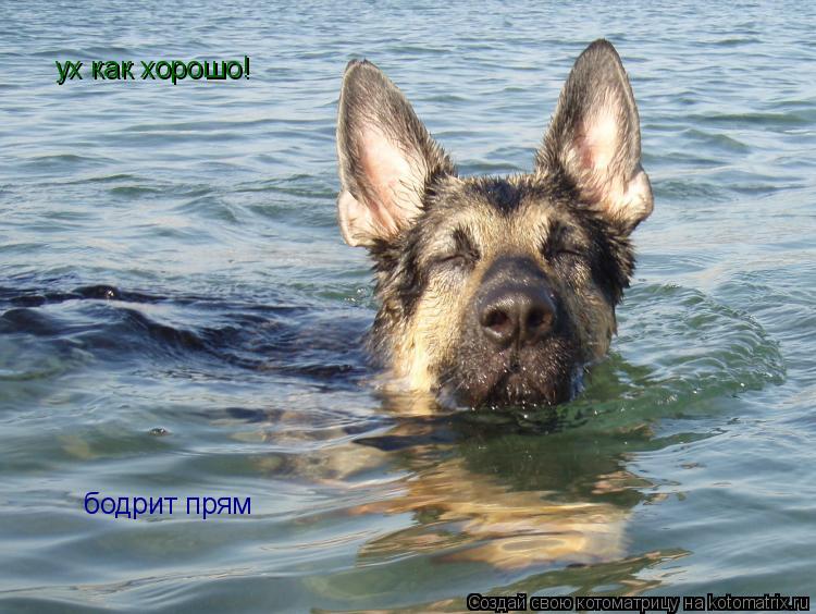 Котоматрица: ух как хорошо! бодрит прям