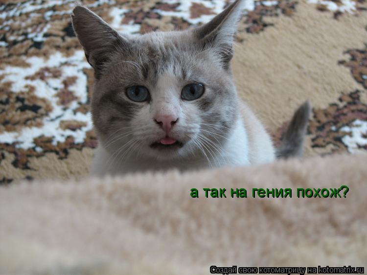Котоматрица: а так на гения похож?