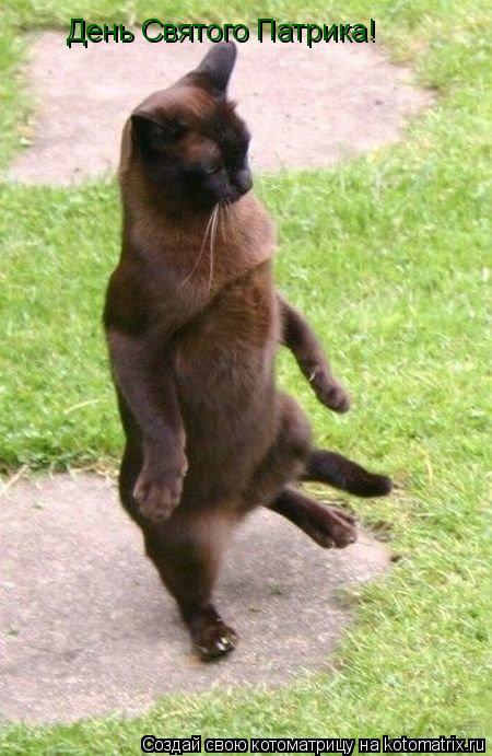 Котоматрица: День Святого Патрика!