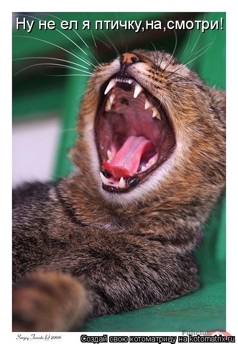 Котоматрица: Ну не ел я птичку,на,смотри!