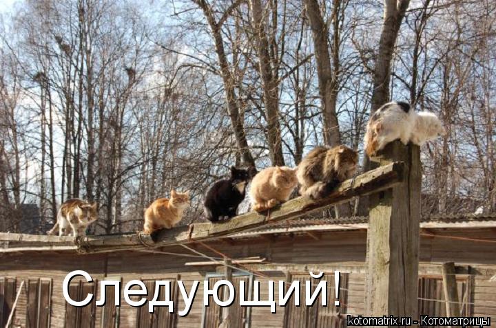 Котоматрица: Следующий!