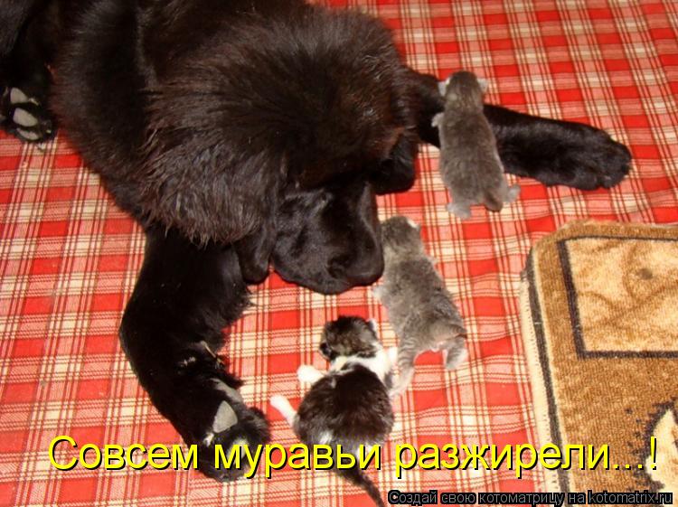 Котоматрица: Совсем муравьи разжирели...!