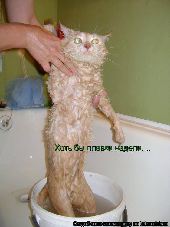Котоматрица: Хоть бы плавки надели....