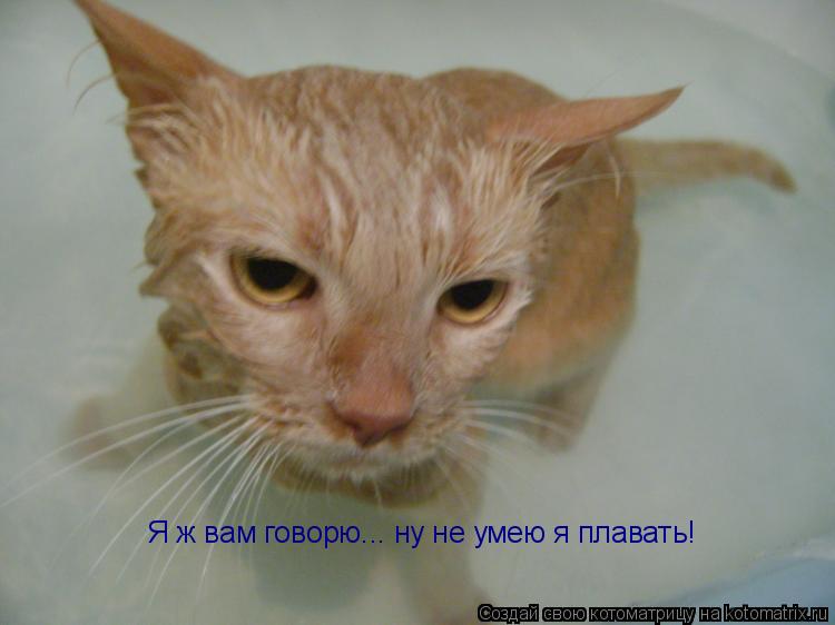 Котоматрица: Я ж вам говорю... ну не умею я плавать! Я ж вам говорю... ну не умею я плавать!