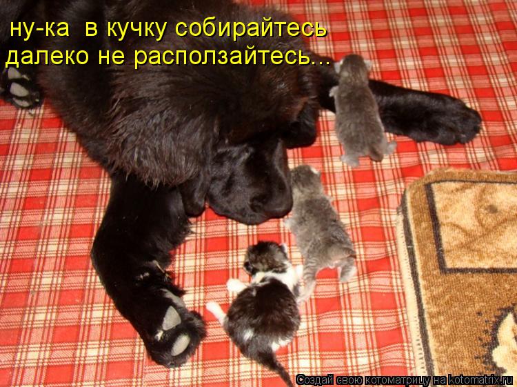 ну-ка в кучку собирайтесь далеко не расползайтесь...... Котоматрица: ну-ка в кучку собирайтесь далеко не расползайтесь...