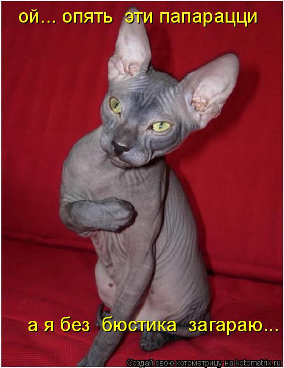 ой... опять эти папарацци а я без бюстика загараю...... Котоматрица: ой... опять эти папарацци а я без бюстика загараю...