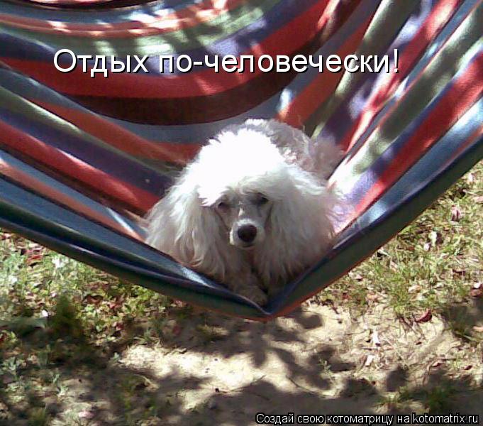 Отдых по-человечески!... Котоматрица: Отдых по-человечески!