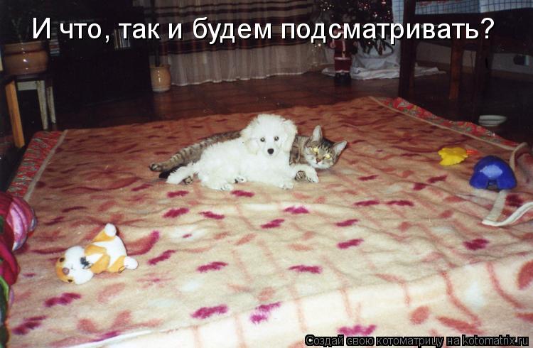 И что, так и будем подсматривать?... Котоматрица: И что, так и будем подсматривать?