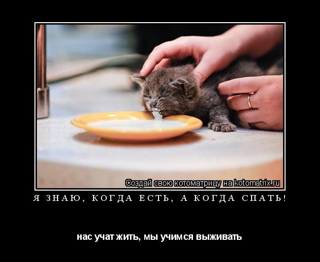 я знаю, когда есть, а когда спать! нас учат жить, мы учимся выживать... Котоматрица: я знаю, когда есть, а когда спать! нас учат жить, мы учимся выживать