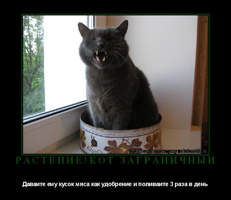 Растение!Кот заграничныи Даваите ему кусок мяса как удобрение и поливаите 3 раза в день... Котоматрица: Растение!Кот заграничныи Даваите ему кусок мяса как удобрение и поливаите 3 раза в день