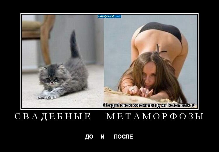 СВАДЕБНЫЕ МЕТАМОРФОЗЫ ДО И ПОСЛЕ... Котоматрица: СВАДЕБНЫЕ МЕТАМОРФОЗЫ ДО И ПОСЛЕ