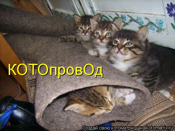 КОТОпровОд... Котоматрица: КОТОпровОд