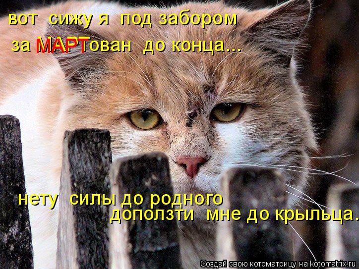 вот сижу я под забором за МАРТован до конца... нету силы до родного доползти мне до крыльца. МАР... Котоматрица: вот сижу я под забором за МАРТован до конца... нету силы до родного доползти мне до крыльца. МАРТ