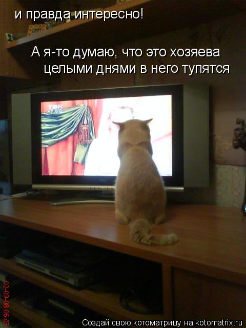 и правда интересно! А я-то думаю, что это хозяева А я-то думаю, что это хозяева целыми днями в него ... Котоматрица: и правда интересно! А я-то думаю, что это хозяева А я-то думаю, что это хозяева целыми днями в него тупятся целыми днями в него тупятся