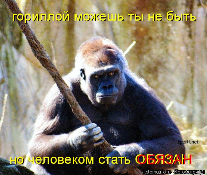 гориллой можешь ты не быть но человеком стать ОБЯЗАН ОБЯЗАН... Котоматрица: гориллой можешь ты не быть но человеком стать ОБЯЗАН ОБЯЗАН
