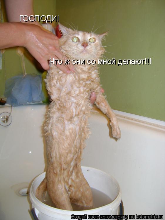ГОСПОДИ! Что ж они со мной делают!!!... Котоматрица: ГОСПОДИ! Что ж они со мной делают!!!