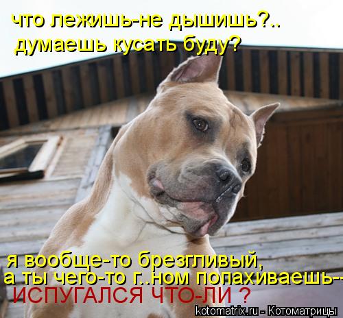что лежишь-не дышишь?.. думаешь кусать буду? я вообще-то брезгливый, а ты чего-то г..ном попахиваешь-... Котоматрица: что лежишь-не дышишь?.. думаешь кусать буду? я вообще-то брезгливый, а ты чего-то г..ном попахиваешь-- ИСПУГАЛСЯ ЧТО-ЛИ ?