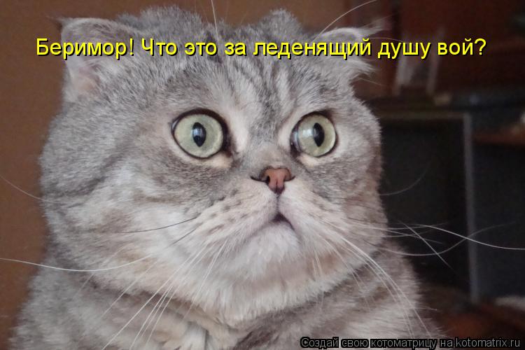 Беримор! Что это за леденящий душу вой?... Котоматрица: Беримор! Что это за леденящий душу вой?