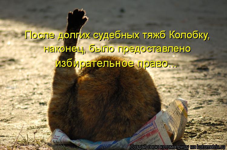 Котоматрица: После долгих судебных тяжб Колобку,  наконец, было предоставлено избирательное право...