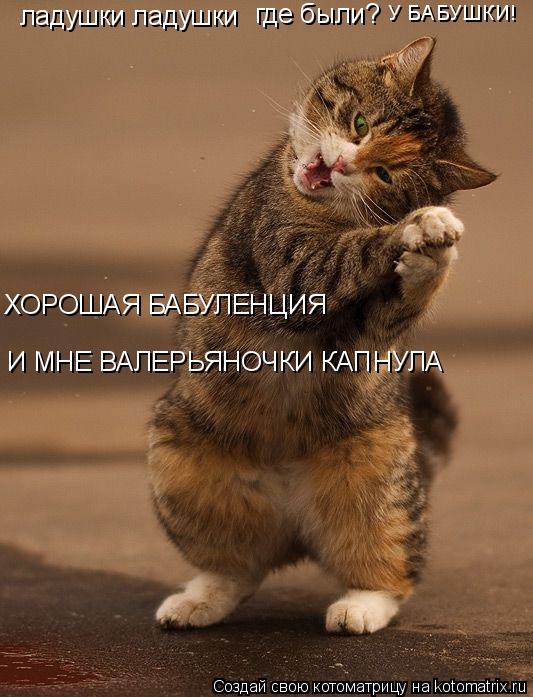 ладушки ладушки ХОРОШАЯ БАБУЛЕНЦИЯ где были? У БАБУШКИ! И МНЕ ВАЛЕРЬЯНОЧКИ КАПНУЛА... Котоматрица: ладушки ладушки ХОРОШАЯ БАБУЛЕНЦИЯ где были? У БАБУШКИ! И МНЕ ВАЛЕРЬЯНОЧКИ КАПНУЛА