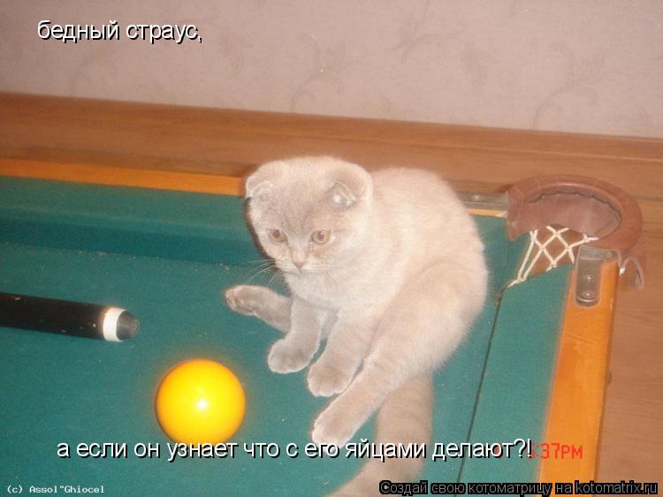 бедный страус, а если он узнает что с его яйцами делают?!... Котоматрица: бедный страус, а если он узнает что с его яйцами делают?!