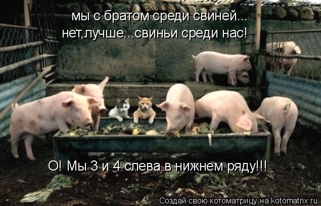 мы с братом среди свиней... нет,лучше...свиньи среди нас! О! Мы 3 и 4 слева в нижнем ряду!!!... Котоматрица: мы с братом среди свиней... нет,лучше...свиньи среди нас! О! Мы 3 и 4 слева в нижнем ряду!!!